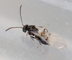 Neuroterus quercusbaccarum