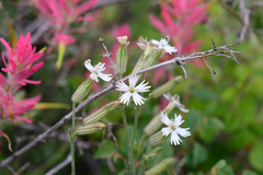 Silene bernardina