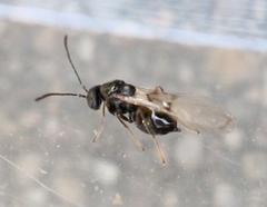 Neuroterus quercusbaccarum