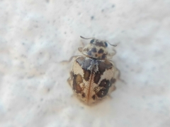 Psyllobora bicongregata