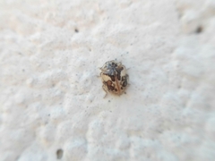 Psyllobora bicongregata