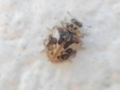 Psyllobora bicongregata