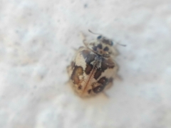 Psyllobora bicongregata