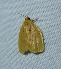 Archips rileyana