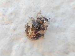 Psyllobora bicongregata