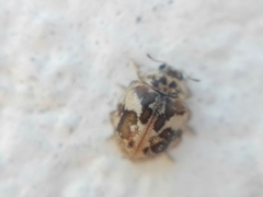 Psyllobora bicongregata