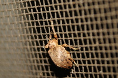 Hyperinae