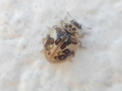 Psyllobora bicongregata