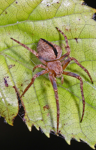 Humpbacked Orbweaver photo 3