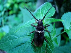 Scatopyrodes iris