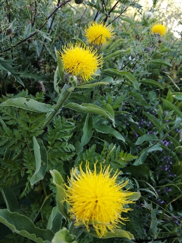 Image of Centaurea macrocephala by (c) Nevlyutov Marat, some rights reserved (CC BY)