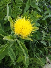 Centaurea macrocephala