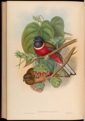 Malabar Trogon photo 5