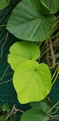 Aristolochia macrophylla