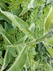 Centaurea macrocephala