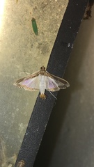 Diaphania hyalinata