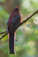 Ward's Trogon photo 3