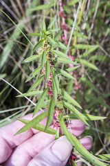 Ludwigia polycarpa