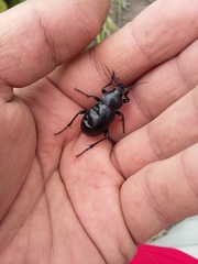 Calosoma laeve