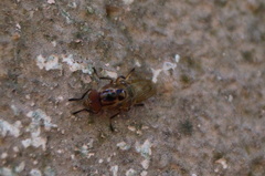 Copestylum chalybescens