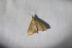 Sericoplaga externalis