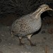 Patagonian Tinamou - Photo (c) CHUCAO, some rights reserved (CC BY-SA)