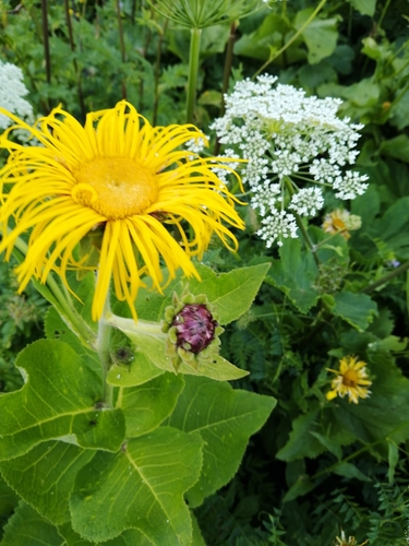 Inula magnifica (Inula magnifica)