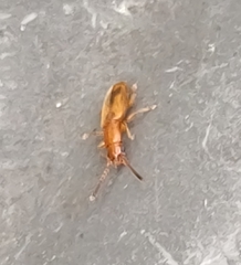 Cryptamorpha desjardinsi