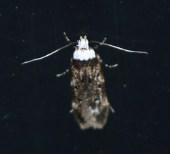 Endrosis sarcitrella