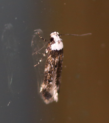 Endrosis sarcitrella