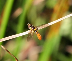 Sphaerophoria pyrrhina