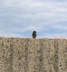 Passer domesticus
