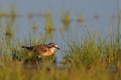 Charadrius pecuarius