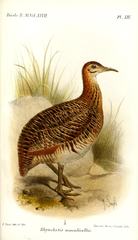 Huayco Tinamou photo 4