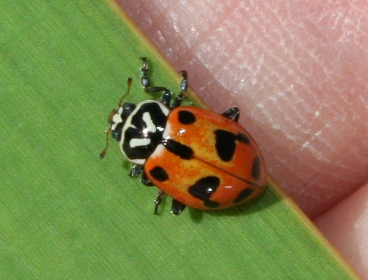 Crotch's Lady Beetle