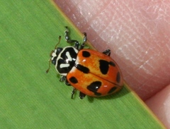 Hippodamia sinuata crotchi