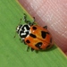 Crotch's Lady Beetle - Photo (c) Rebecca Ray, some rights reserved (CC BY-NC), uploaded by Rebecca Ray