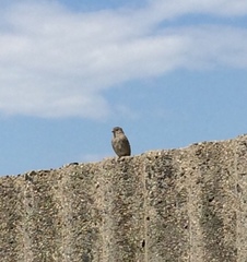 Passer domesticus
