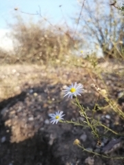 Leucosyris coulteri