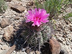 Echinocactus horizonthalonius horizonthalonius