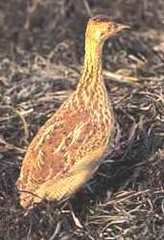 Lesser Nothura photo 3