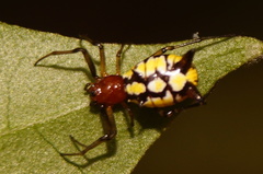 Micrathena funebris