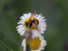 Gymnosoma dolycoridis