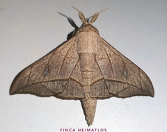 Bedosia fraterna