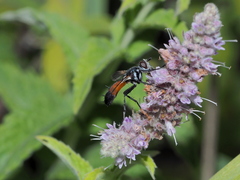 Cylindromyia intermedia