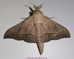 Bedosia fraterna