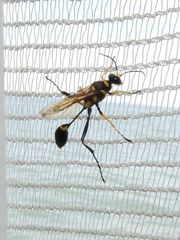 Sceliphron asiaticum