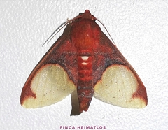 Pseudepimolis incarnata