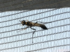 Sceliphron asiaticum