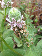Stachys pycnantha